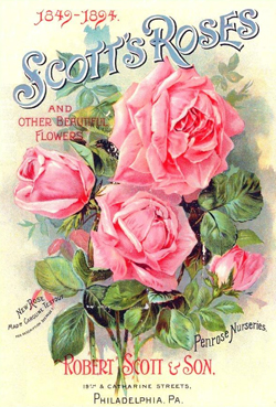Scott's Roses